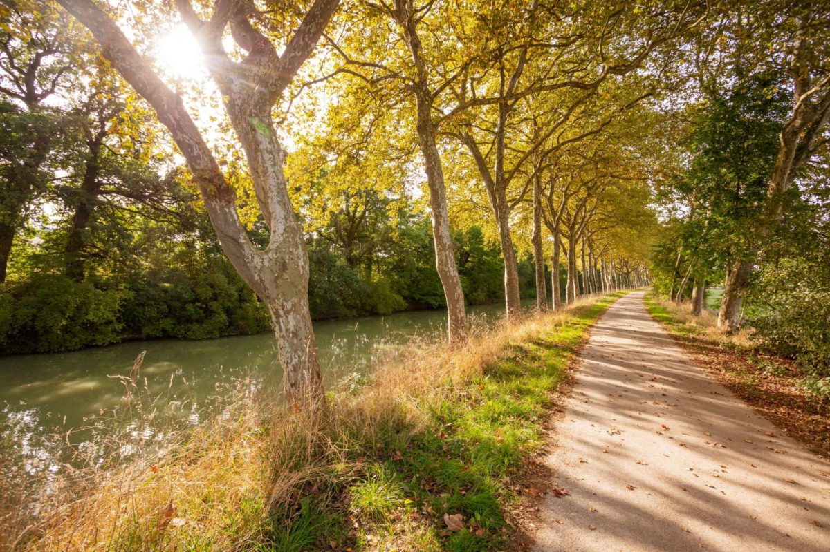 Canal du Midi platanes arbres vie verte promenade à pîed