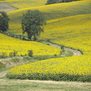 Campos de girasoles