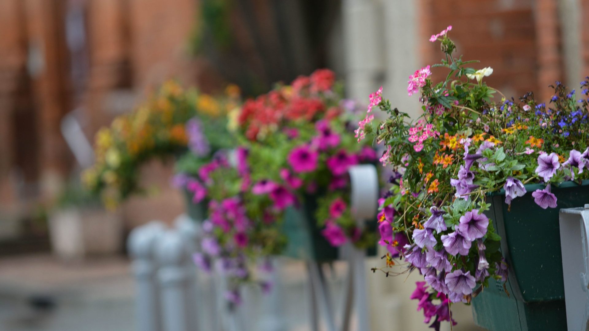 Fleurs vie locale lauragais