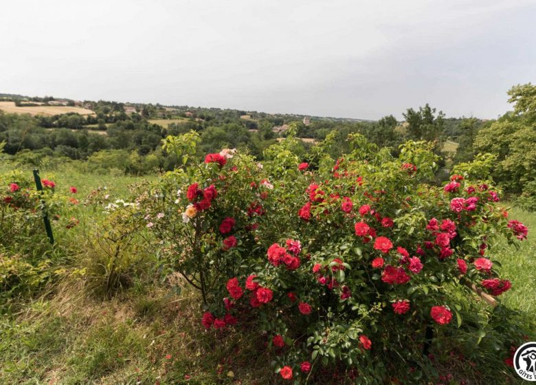 The Roses of Autan
