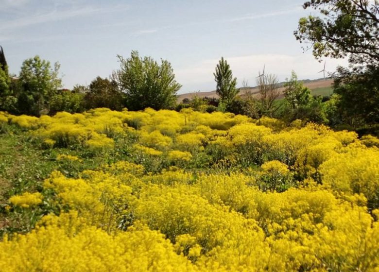 Pastel fleurs © Pays du Pastel-Nailloux